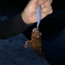 ラオウ杯にて特大紋甲