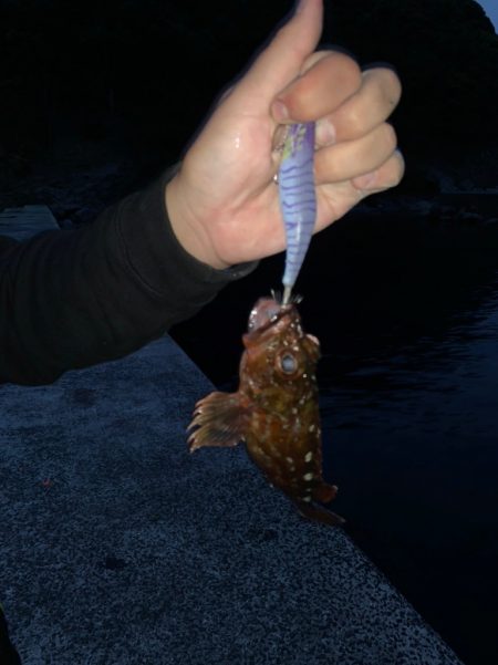 ラオウ杯にて特大紋甲