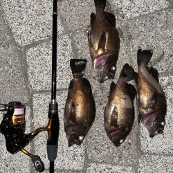 フロートリグでメバリング