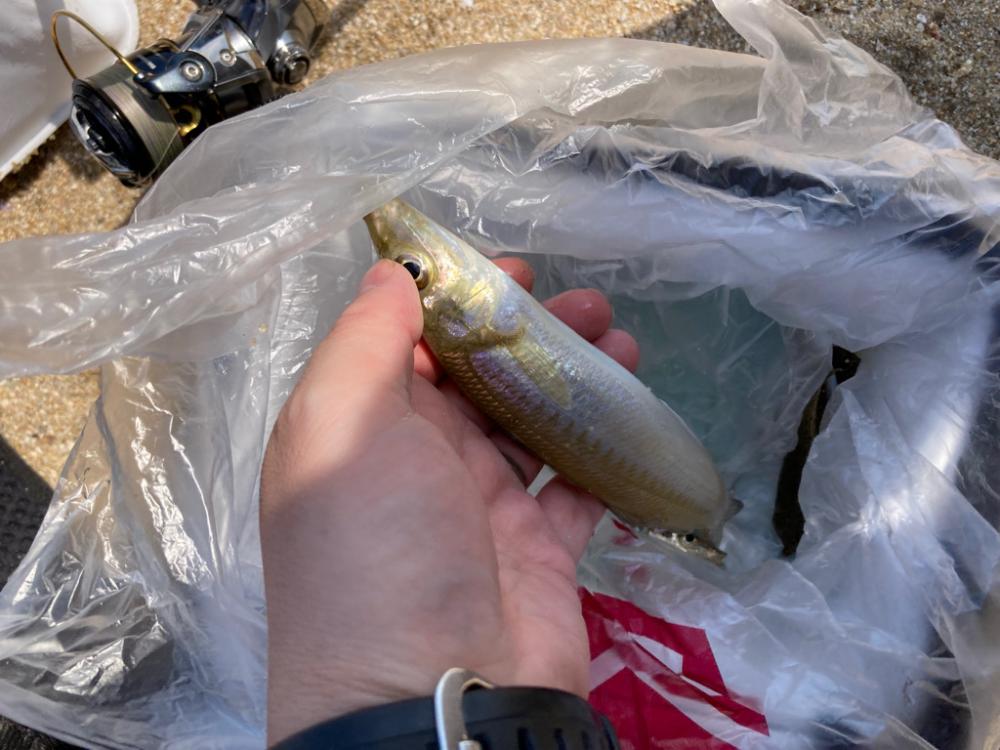 今シーズンファーストキス