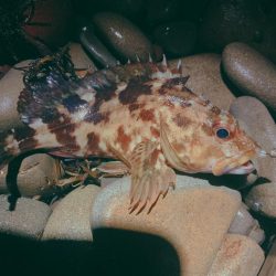 フロートゲーム