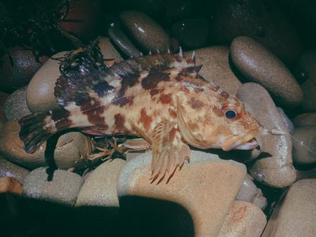 フロートゲーム