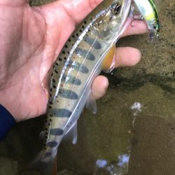 久しぶりの渓流釣行