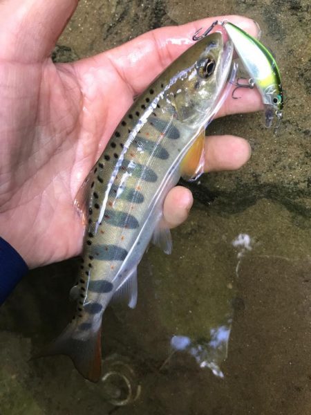 久しぶりの渓流釣行