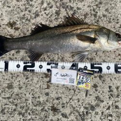 早い時間帯で釣る予定で出発