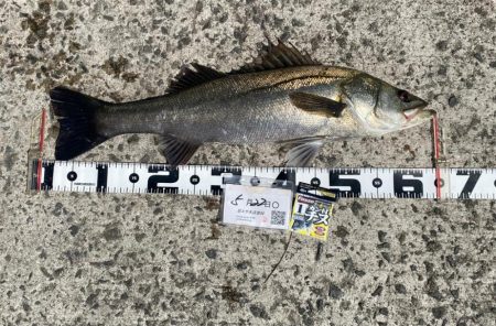 早い時間帯で釣る予定で出発