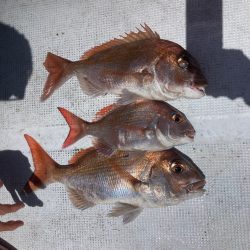 鯛ラバ2022 15回目