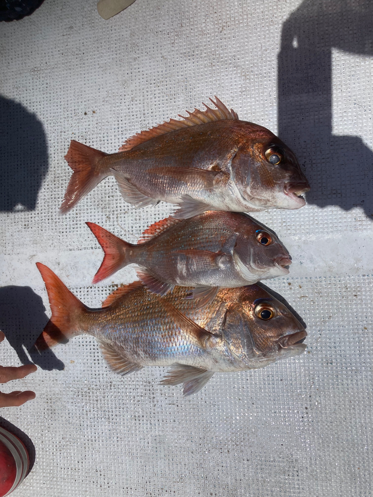 鯛ラバ2022 15回目