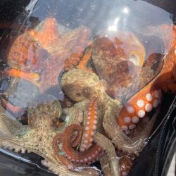 明石沖の船タコ釣り