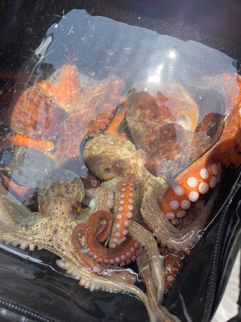 明石沖の船タコ釣り