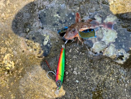 ちっちゃなゲスト