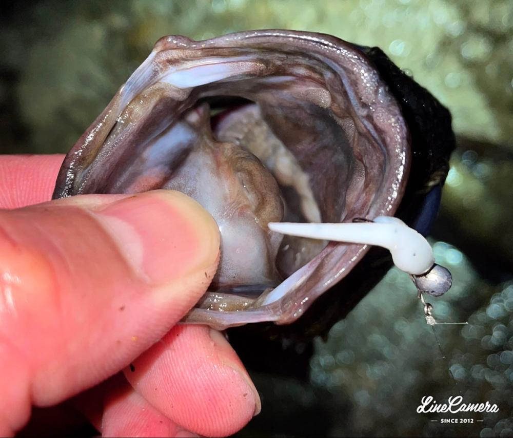 泣き尺メバリング