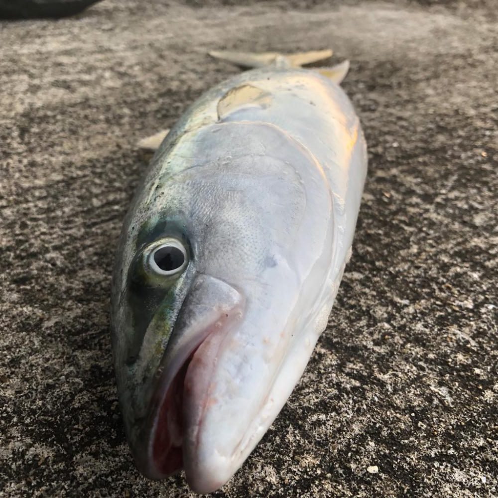 やっと今年初青物
