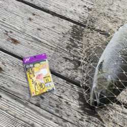 海恵のサーモンコーナー