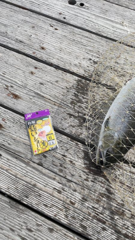 海恵のサーモンコーナー