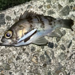 今年初のフィッシング〜！