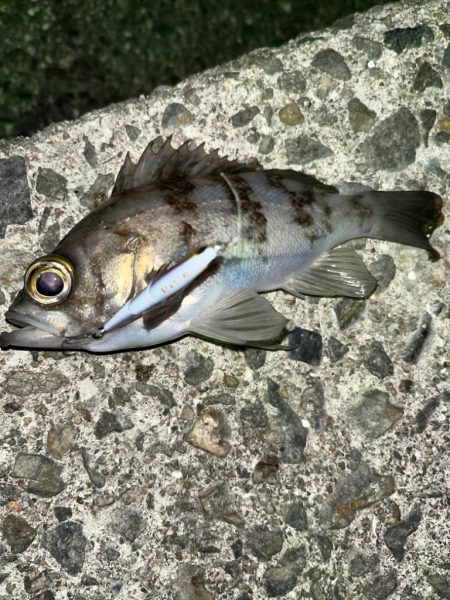 今年初のフィッシング〜！