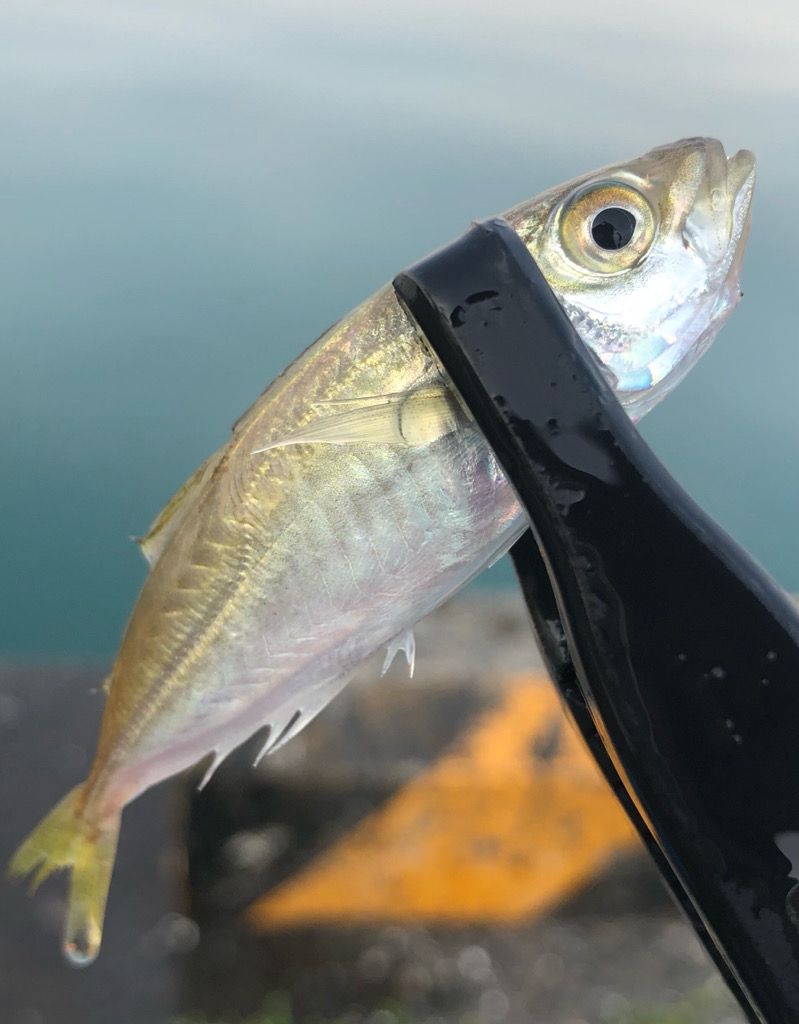 今朝も豆アジ！