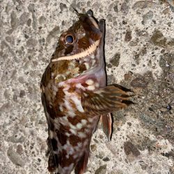 ライトロックフィッシュ