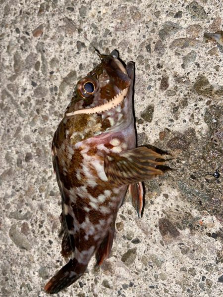 ライトロックフィッシュ