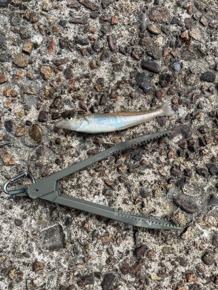 ちょい投げキス シーズンイン