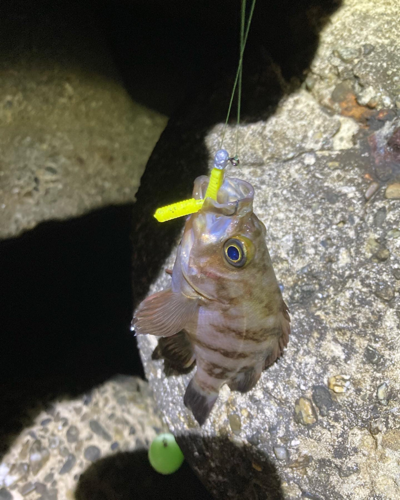 淡路メバリング