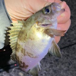 GWメバリング2回目