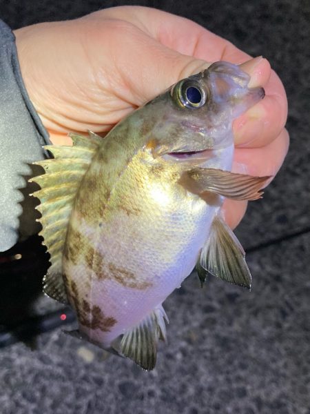 GWメバリング2回目