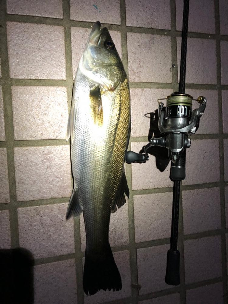 プラグvsワーム