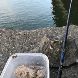 淀川水域での稚鮎サビキ