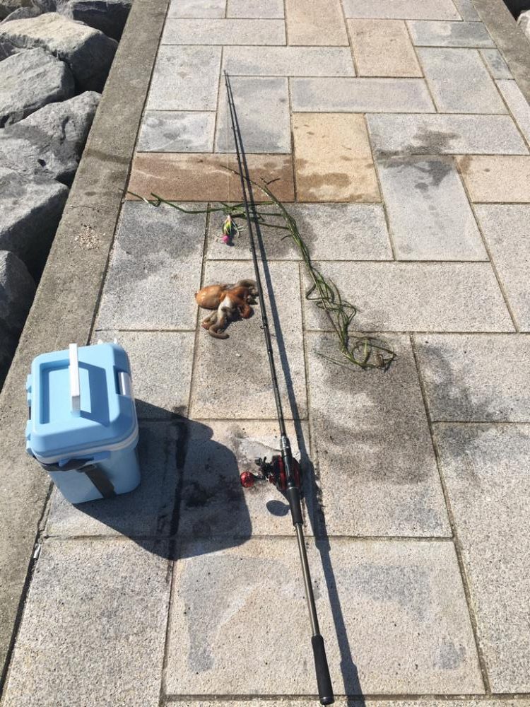 久しぶりのタコ釣り