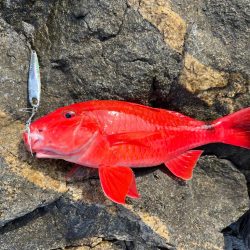 ターゲットが広くて万能なジャックアイエースに助けられました