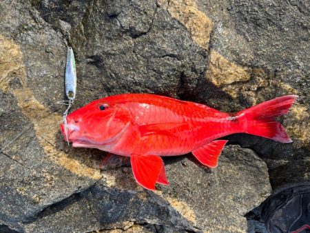 ターゲットが広くて万能なジャックアイエースに助けられました