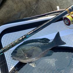 久しぶりのクロ釣り