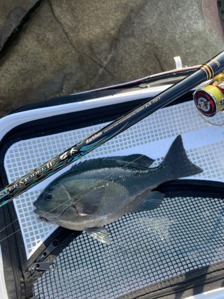 久しぶりのクロ釣り