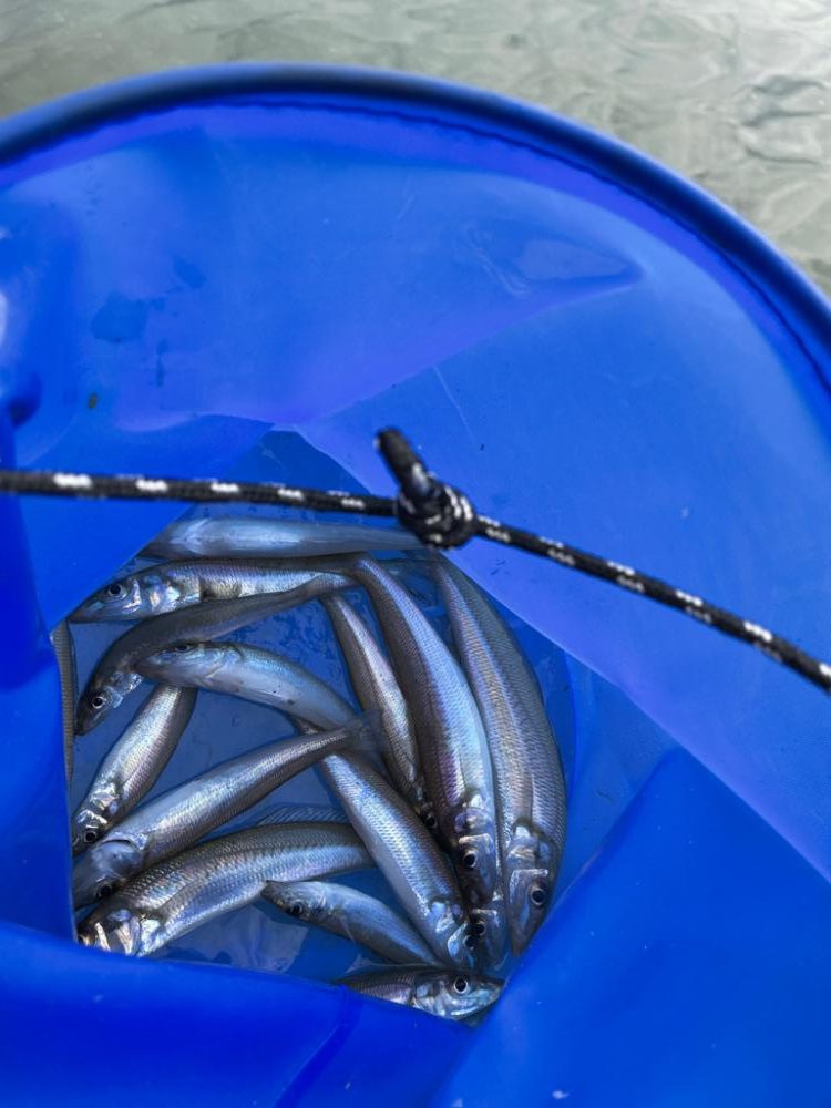 気になっていたポイントにキス釣り