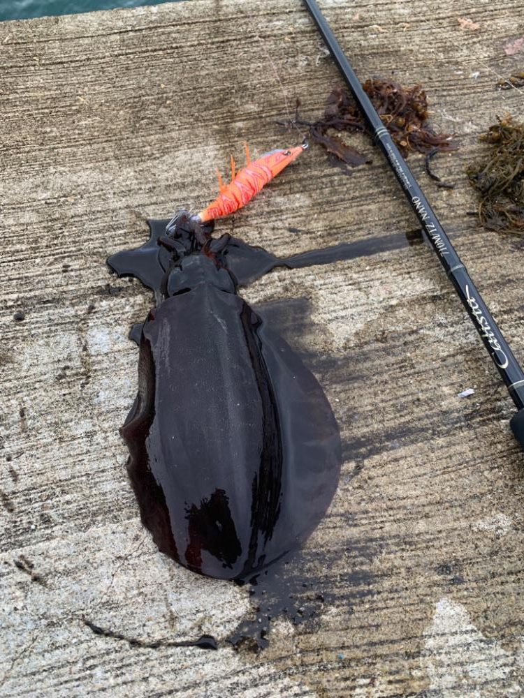 春イカサイズには程遠い