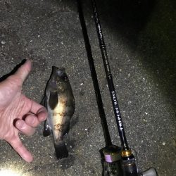 またまた良型メバリング