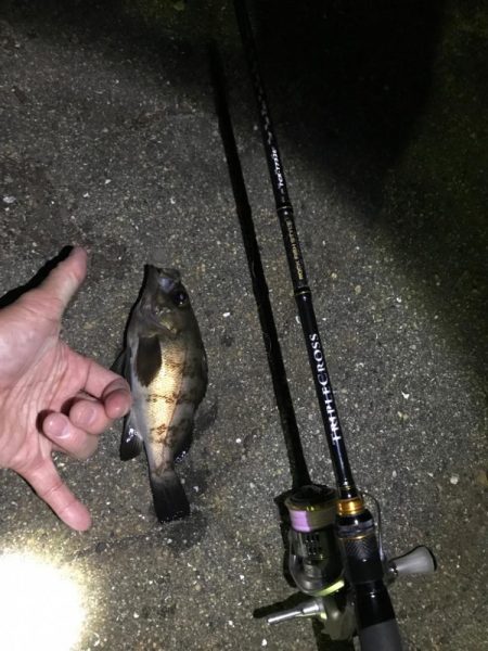 またまた良型メバリング