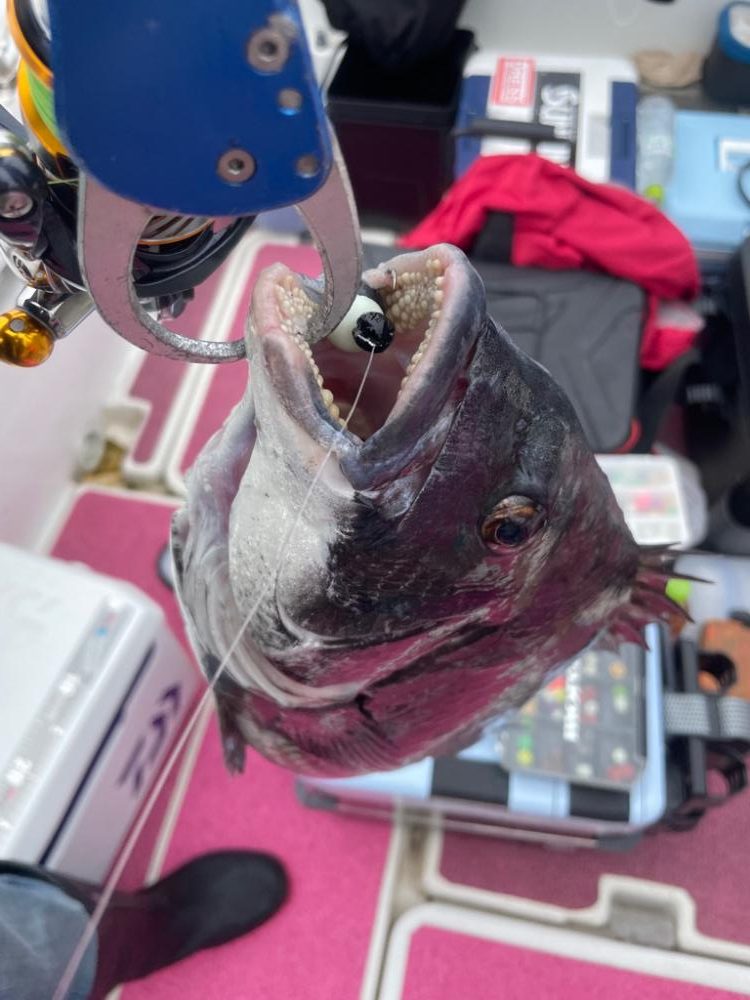 クロダイキャンディ