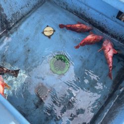 今季お初のオオモンハタ