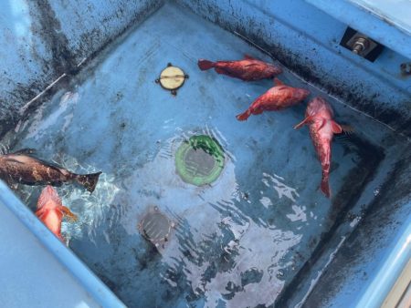 今季お初のオオモンハタ