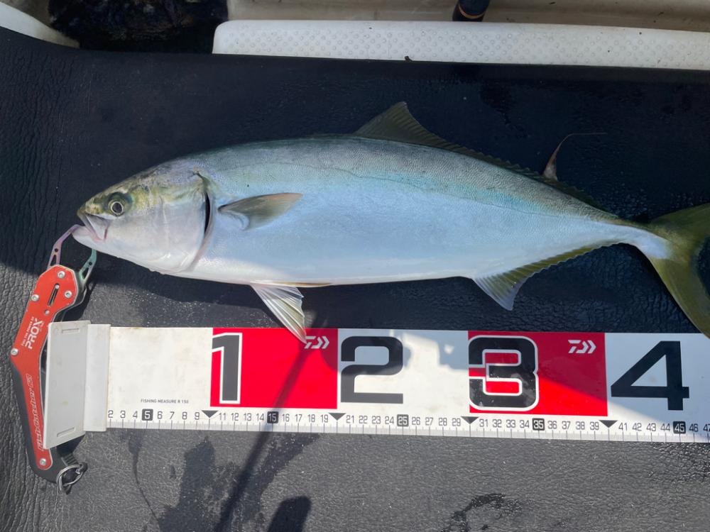 朝まずめジギング