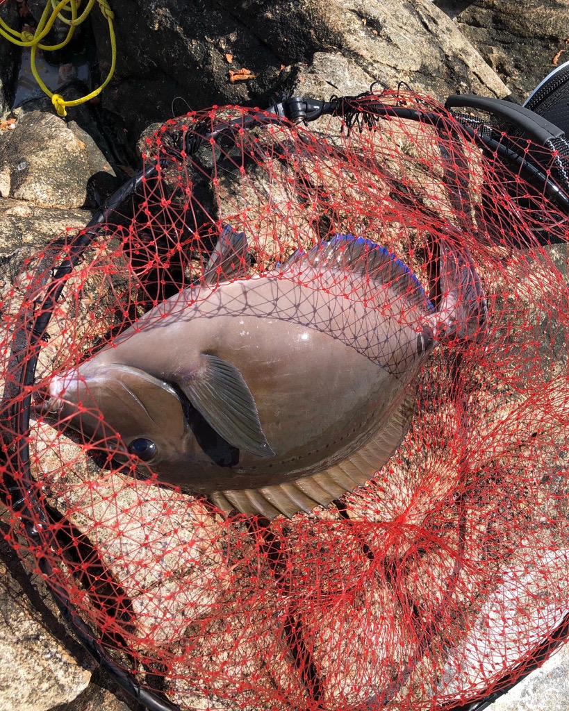 沖磯でグレフカセ釣り