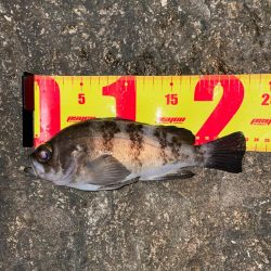 サーフメバリング