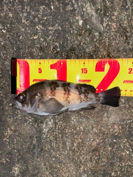 サーフメバリング