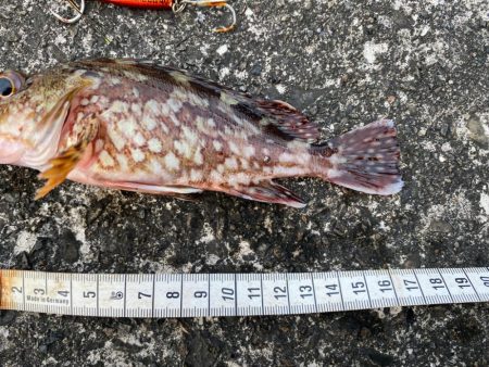 ジャックアイマキマキでボトムを『攻める』