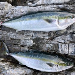 離島遠征でのブリ