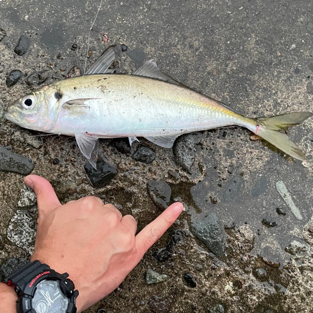 尺アジ　サビキ釣り