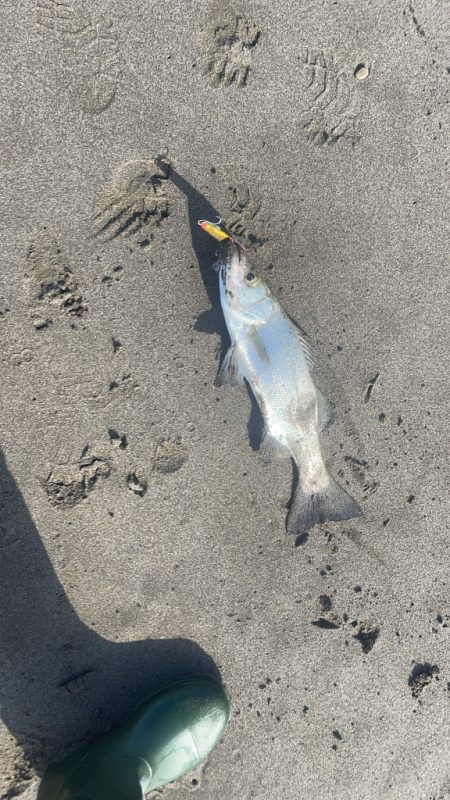 初の宮崎は大負け